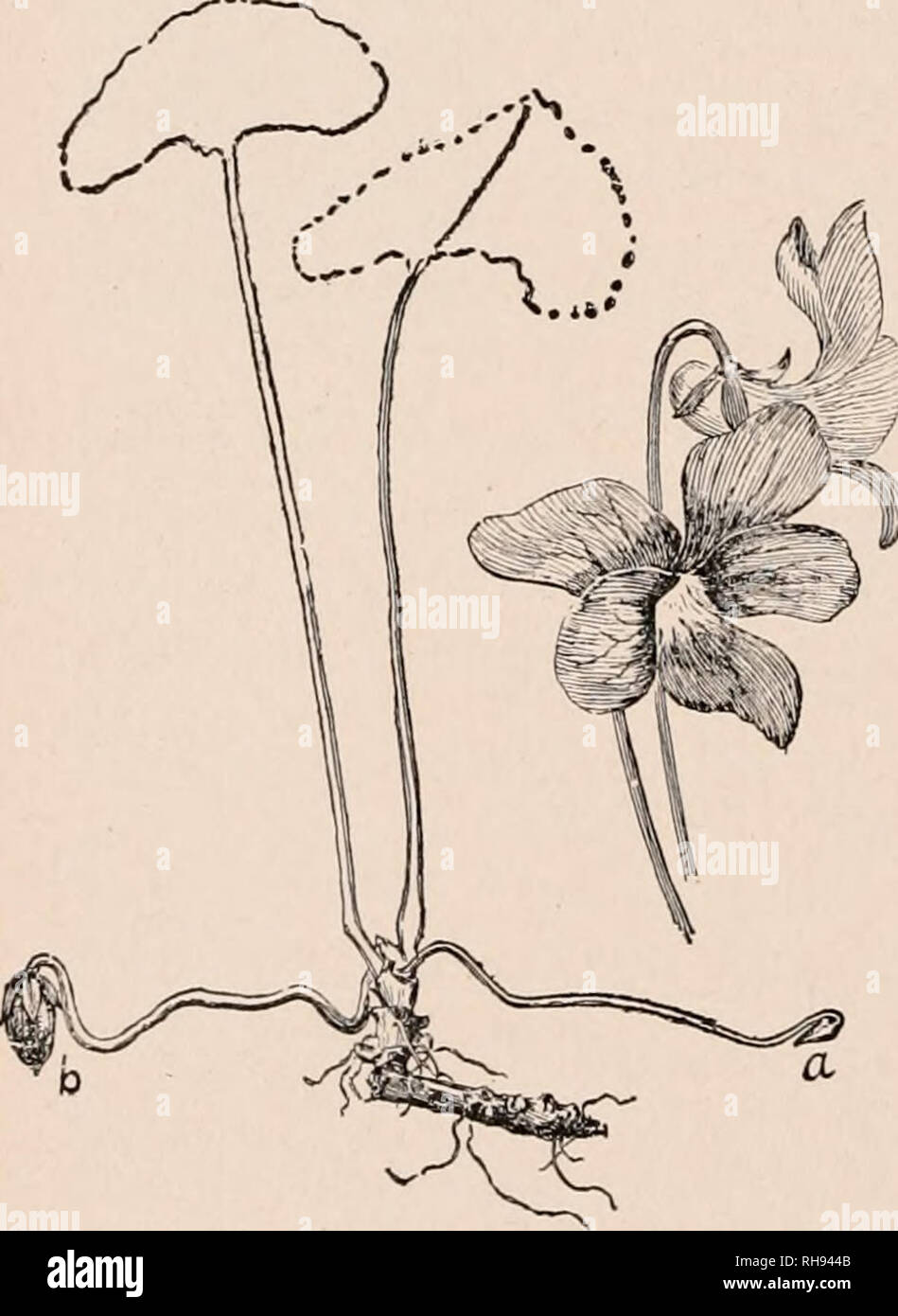 Cleistogamous flower hires stock photography and images Alamy