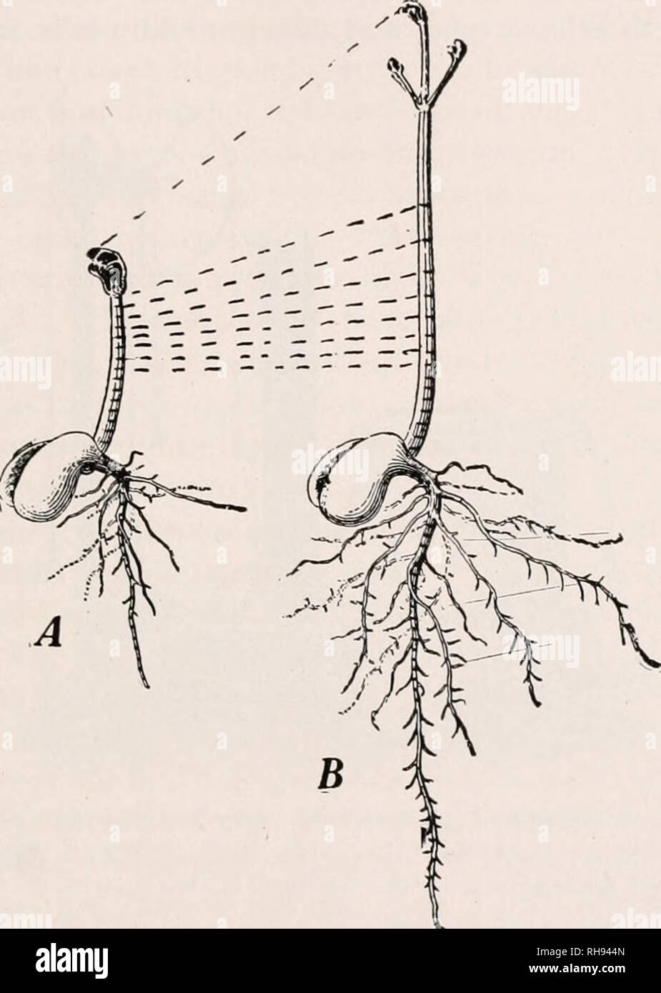 Botany for agricultural students. Plants. CHARACTER AND RATE OF 