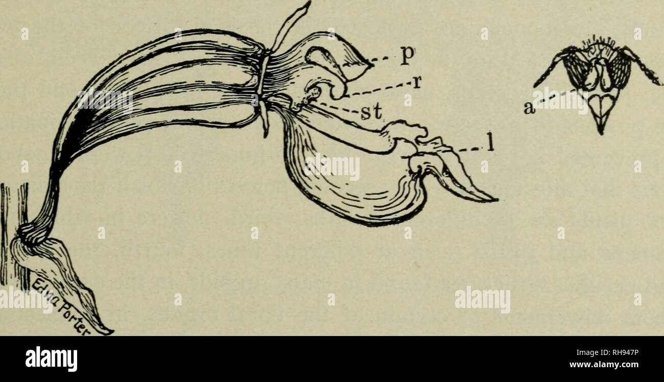 . Botany for high schools. Botany. METHODS OF POLLINATION 288. Landing