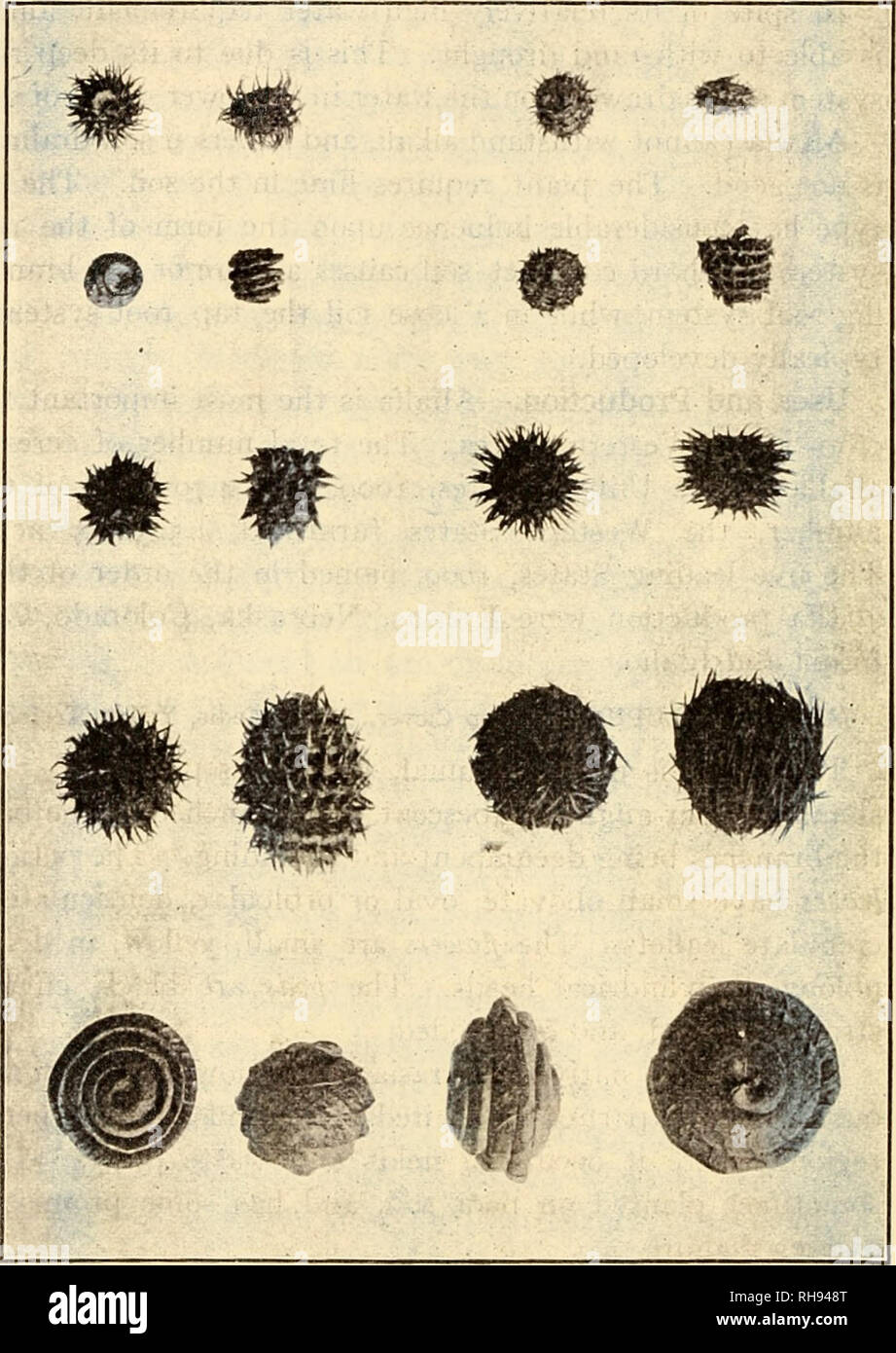 . The botany of crop plants; a text and reference book. Botany, Economic. 4SO BOTANY OF CROP PLANTS. Fig. 189.—Pods of 10 species of Medicago. Top row, M. arabica and M. hispida denticulata; second row, M. hispida confims&quot;*and M. hispida tere- bellum; third row, M. muricata and M. hispida nigra; fourth row, M. ciliaris and M. echinus; bottom row, M. scutellata and M. orbicularis. (After McKee and Kicker, U. S. Dept. of Agr.). Please note that these images are extracted from scanned page images that may have been digitally enhanced for readability - coloration and appearance of these illus Stock Photo