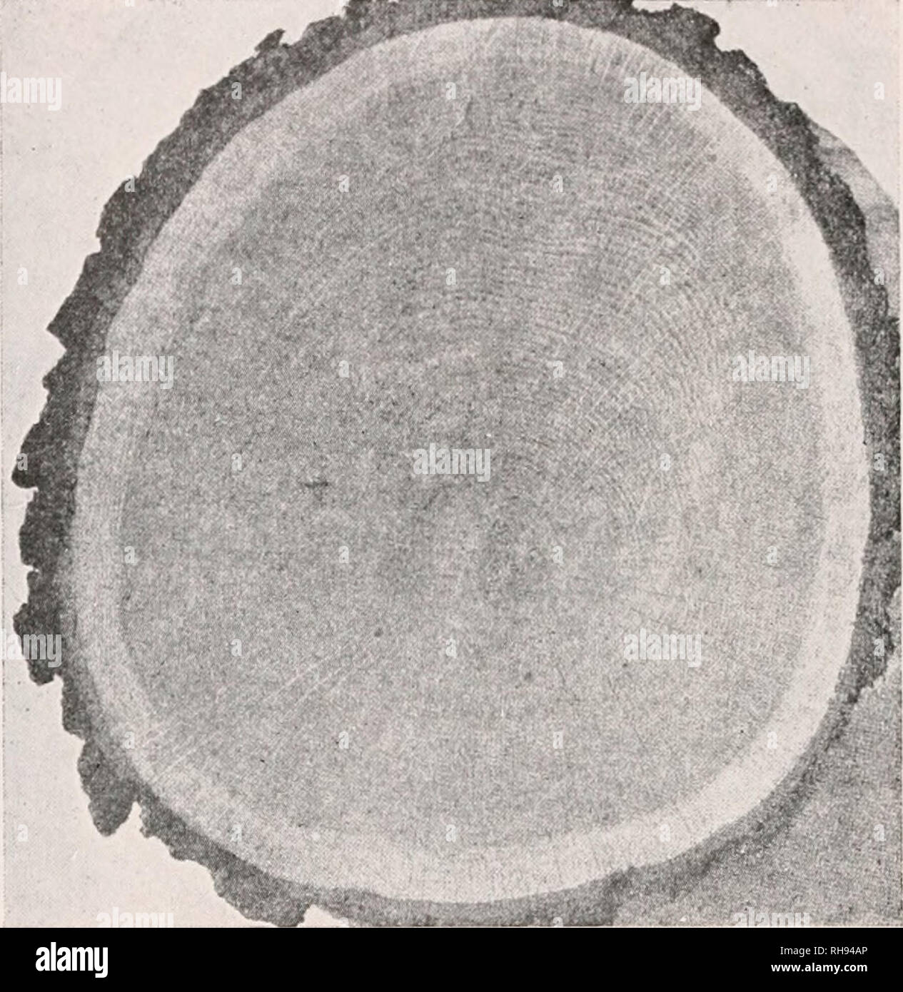 . Botany for agricultural students. Plants. 200 STEMS the dead outer bark. In a few trees like