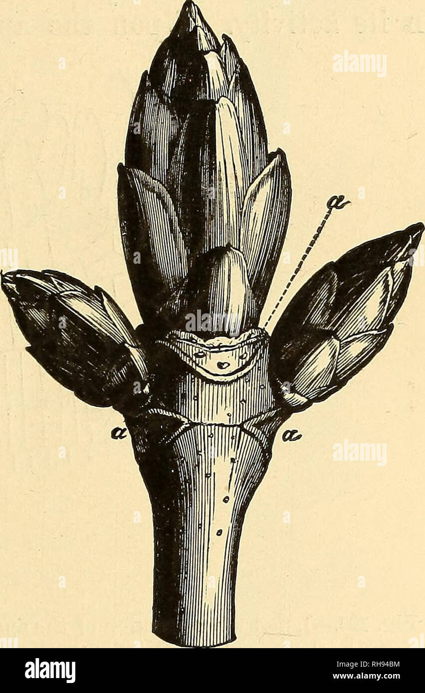 Rapid growing young hires stock photography and images Alamy