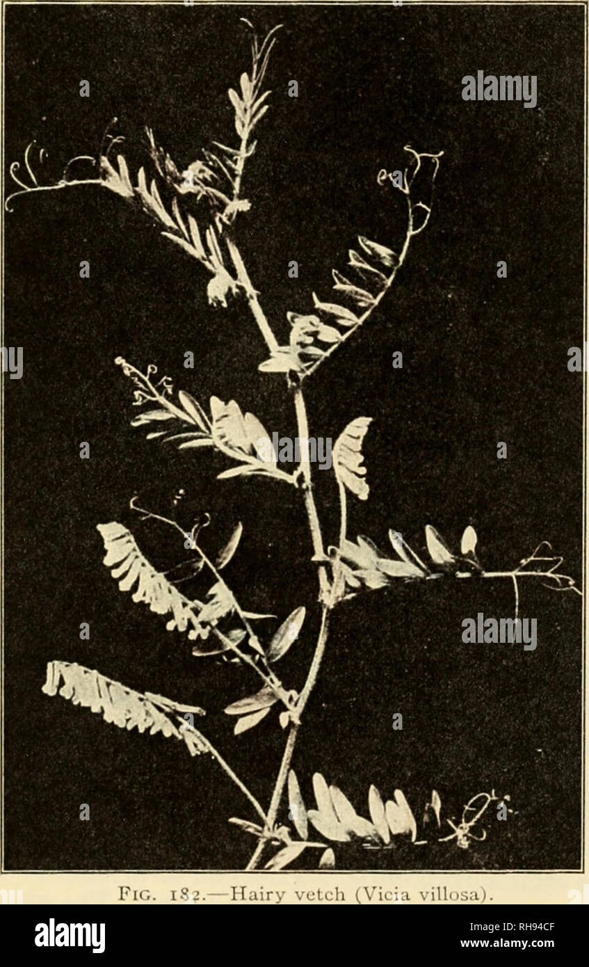 . The botany of crop plants; a text and reference book. Botany, Economic. LEGUMINOSvE 431 native of Europe and Asia. It is much hardier than common vetch, and consequently can be grown at higher latitudes. Moreover, it is more drought-resistant and tolerant of alkali.. Hot summer weather is ery harmful to its growth. It is frequently planted on light, sand- soils, where it nKi- l)c plowed under as a green manure.. Please note that these images are extracted from scanned page images that may have been digitally enhanced for readability - coloration and appearance of these illustrations may n Stock Photo