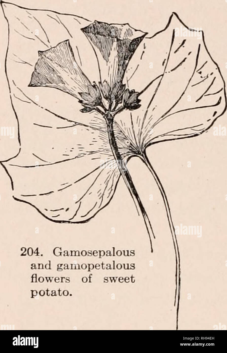 Botany For Secondary Schools A Guide To The Knowledge Of The Vegetation Of The Neighborhood Plants 128 Parts Of The Flower 4 Gamosepalous And Gamopetalous Flowers Of Sweet Potato Leaf Is Botany For Secondary Schools A Guide To The Knowledge Of The Vegetation Of The Neighborhood Plants 128 Parts Of The Flower 4 Gamosepalous And Gamopetalous Flowers Of Sweet Potato Leaf Is