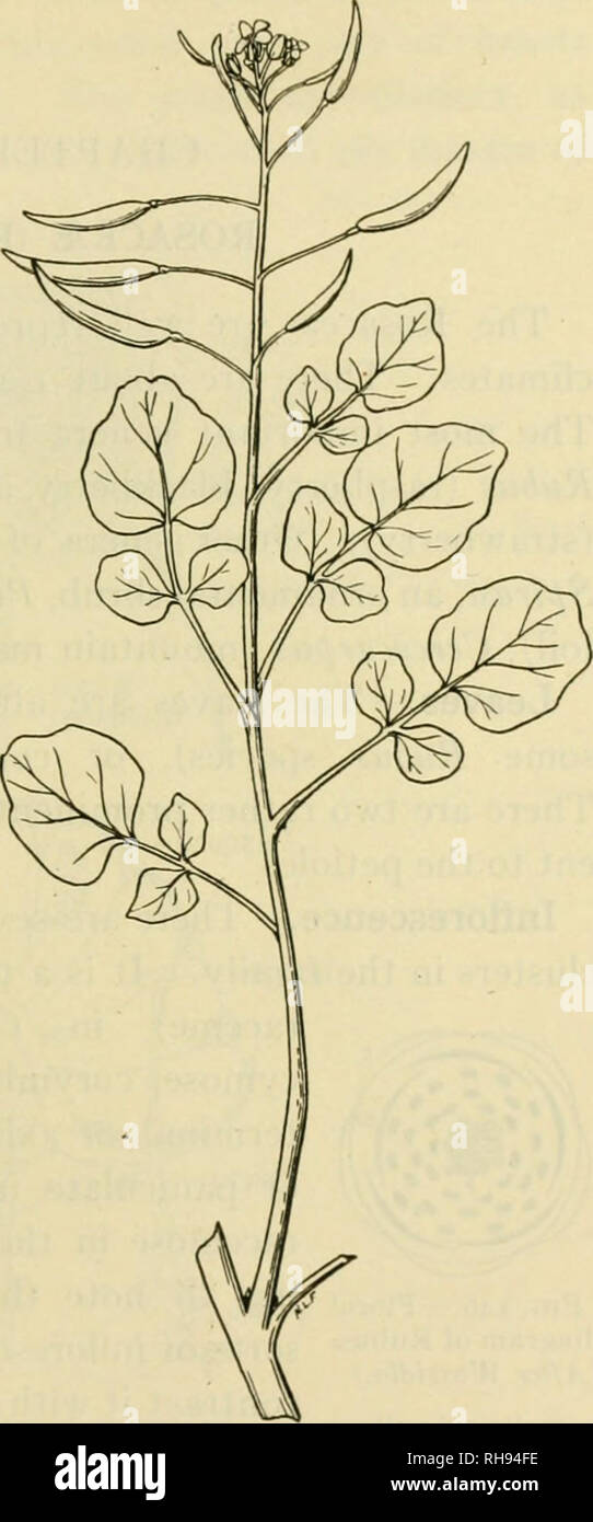 . The botany of crop plants; a text and reference book. Botany, Economic. CRUCIFER.E 347 slightly curved, on pedicels of equal length, and bear a few seeds in two rows. Geographical.—Water cress is a native of Europe and Northerp Asia, but has become naturalized in both North and South Amer- ica. It is widespread in North America. References Carriere, E. a.: Une nouvcllc plante fourragere et econom- ique. Journ. d'Agric. Prat. Annee, 33, tome 11: 845-847, 1869. GoFF, E. S.: Vegetables: Turnip- 6th Ann. Rept. N. Y. Agr. Exp. Sta., 168-190, 1887. Henslow, G.: The History of the Cabbage Tribe. Jo Stock Photo