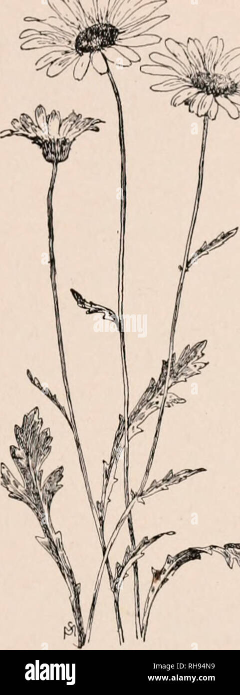 . Botany for secondary schools; a guide to the knowledge of the vegetation of the neighborhood. Plants. r* 189. Terminal heads of the white- weed (in some places erro- neously called ox-eye daisy). 190. Catkins of black walnut, at/). Pistillate flowers at a. Paragraph 284. vex or flat, it is a corymb. (Fig. 192.) The outer- most flowers open first. Fig. 193 shows many corymbs of the bridal wreath, one of the spireas. 255. When the branches of an indeterminate cluster arise from a common point, like the frame of an umbrella, the cluster is an umbel. (Fig. 194.) Typical umbels occur in carrot, p Stock Photo