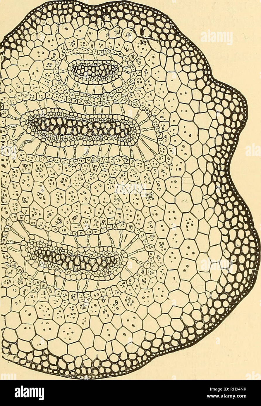 . Botany for high schools and colleges. Botany. THE FIBBO-VASCULAB ...