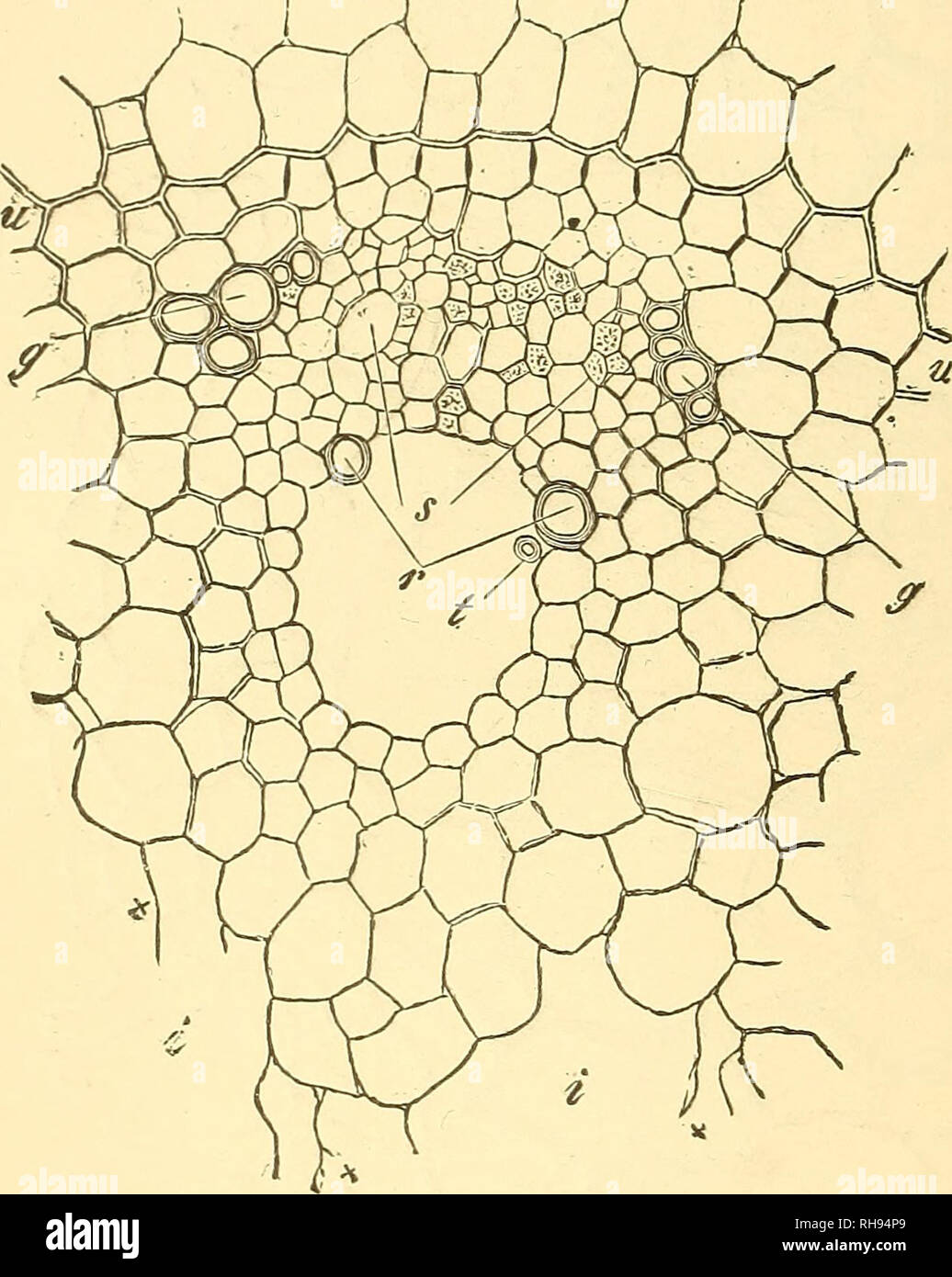 . Botany for high schools and colleges. Botany. no BOTANY. differentiatecl, being composed of parenchyma and poorly developed sieve tubes {s, Fig. 97). The whole bundle is sur- rounded, as in Pteris aquilma, by a bundle sheath (ii, Fig. 97). In the outer part of the mass of scalariform tissue are a few narrow spiral vessels {sp, sp. Fig. 97), but they are not sufficiently numerous to constitute a ring or layer. 138.âIn the root of Adiantum Moritzianum the bundle consists of a cen- tral plate of tra- cheary tissue (^r, Fig. 98), with a mass of sieve tissue on each side of but not quite envelopi Stock Photo