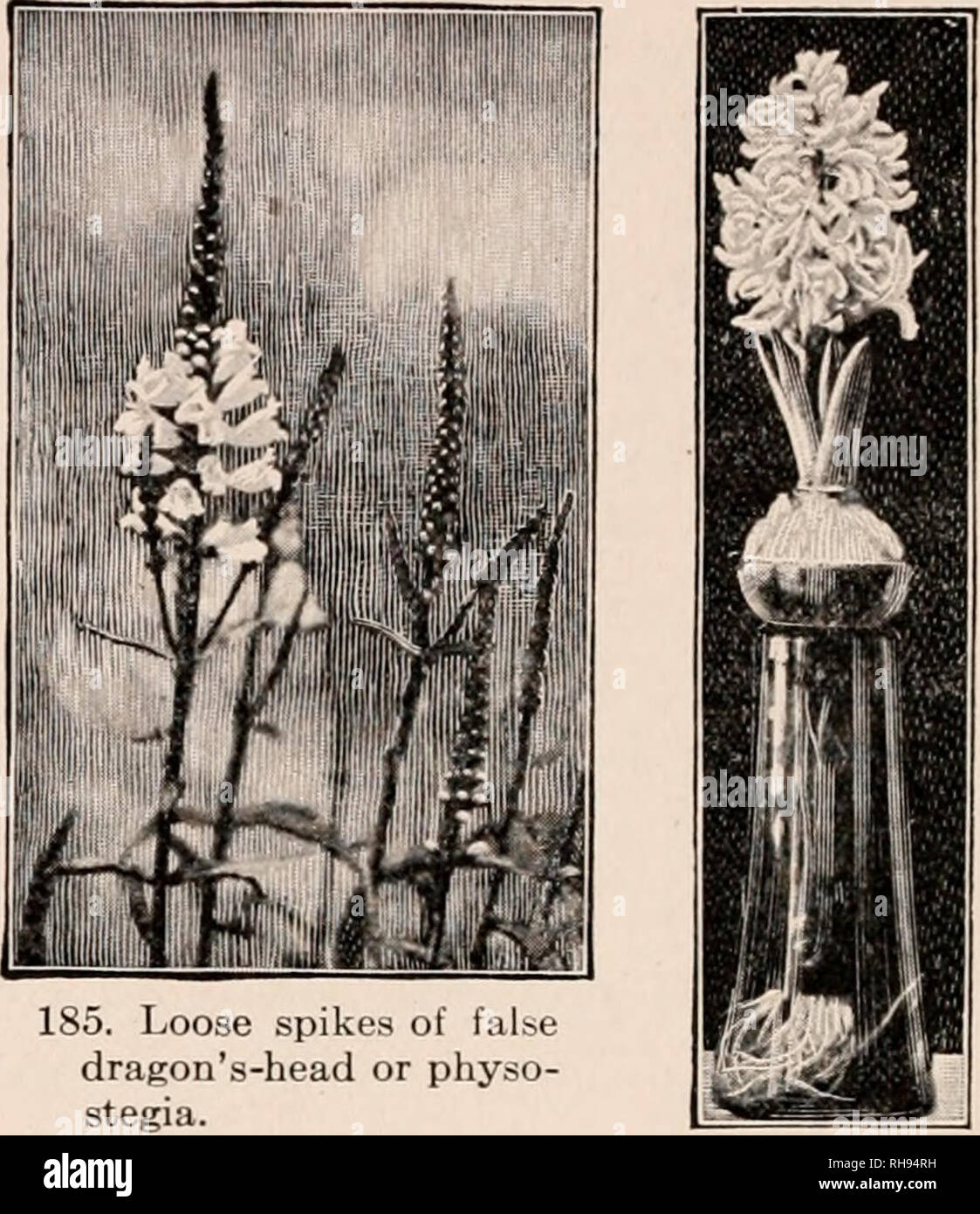 . Botany for secondary schools; a guide to the knowledge of the vegetation of the neighborhood. Plants. 120 FLOWER-BRANCHES may be lateral to it, as in Fig. 184. Racemes often bear the flowers on one side of the stem, or in a single row. 250. When a corym- bose flower-cluster is long and dense and the flowers are sessile or nearly so, it is called a spike (Figs. 185, 186). Common examples of spikes are plantain, mignonette, mullein. 251. A very short and dense spike is a head, 187) are examples. 186. Spike of hyaci n th. Note, also, that the flowers and foliage are produced from the stored foo Stock Photo