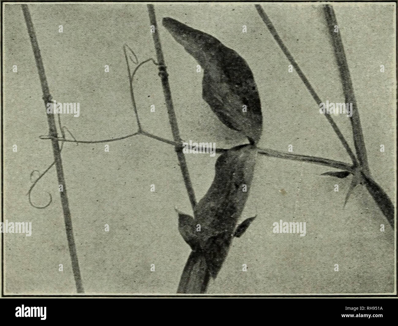 Thick waxy cuticle hires stock photography and images Alamy