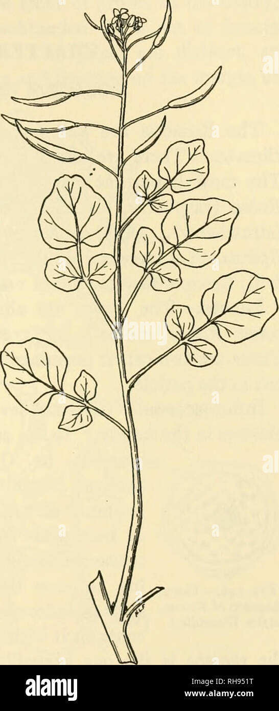 . The botany of crop plants; a text and reference book. Botany, Economic. CRUCIFER^ 347 slightly curved, on pedicels of equal length, and bear a few seeds in two rows. Geographical.—Water cress is a native of Europe and Northern Asia, but has become naturalized in both North and South Amer- ica. It is widespread in North Ar^ierica. References Carriere, E. a.: Une nouvelle plante fourragere at econom- ique. Journ. d'Agric. Prat. Annee, ^^t tome ii: 845-847, 1869. GoFF, E. S.: Vegetables: Turnip- 6th Ann. Rept. N. Y. Agr. Exp. Sta., 168-190, 1887. Henslow, G.: The History of the Cabbage Tribe. J Stock Photo