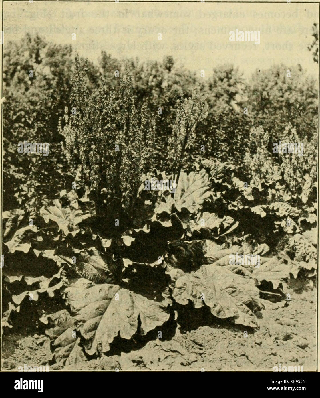 . The botany of crop plants; a text and reference book. Botany, Economic. POLYGONACE^ 287 the season, there arise tlower shoots, bearing elongated leafy inflorescences, crowded with small whitish flowers. Unless seed is desired, flower shoots should be promi)tly removed,. Fig. 112.—Rhubarb (Rheum rhaponticum) plant, in fruit. as they require considerable food supply which should go to the support of the roots. The leaves are large, circular in outline, cordate at the base, and with sinuate veins beneath; leaf petioles are semi-cylindrical and bear membran-. Please note that these images are ex Stock Photo