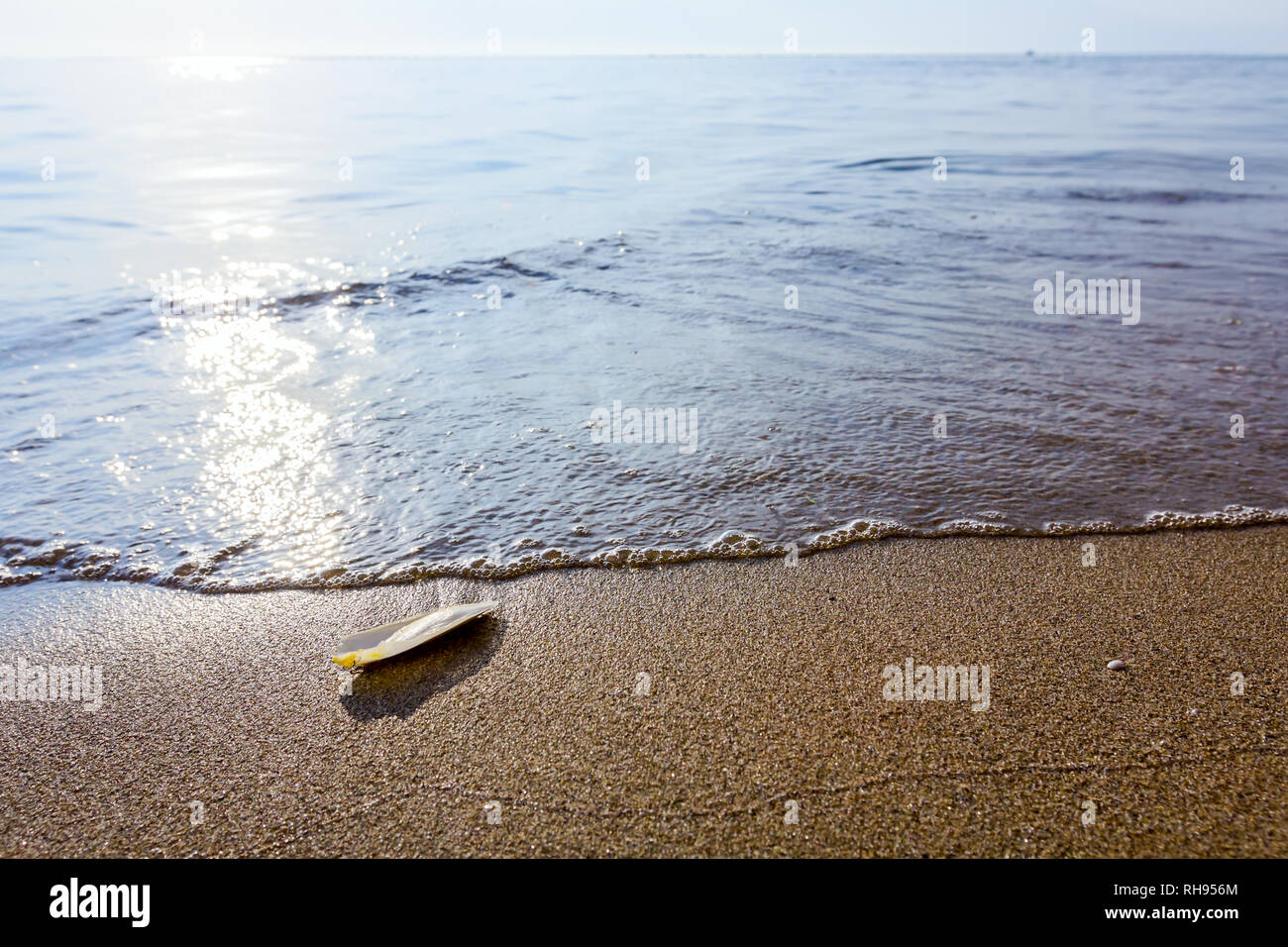 Cuttlebone is washed up by the sea on sandy beach. Stock Photo