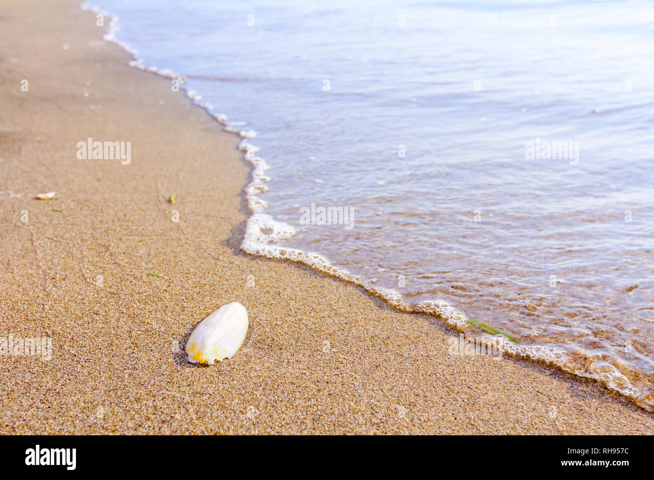 Cuttlebone is washed up by the sea on sandy beach. Stock Photo