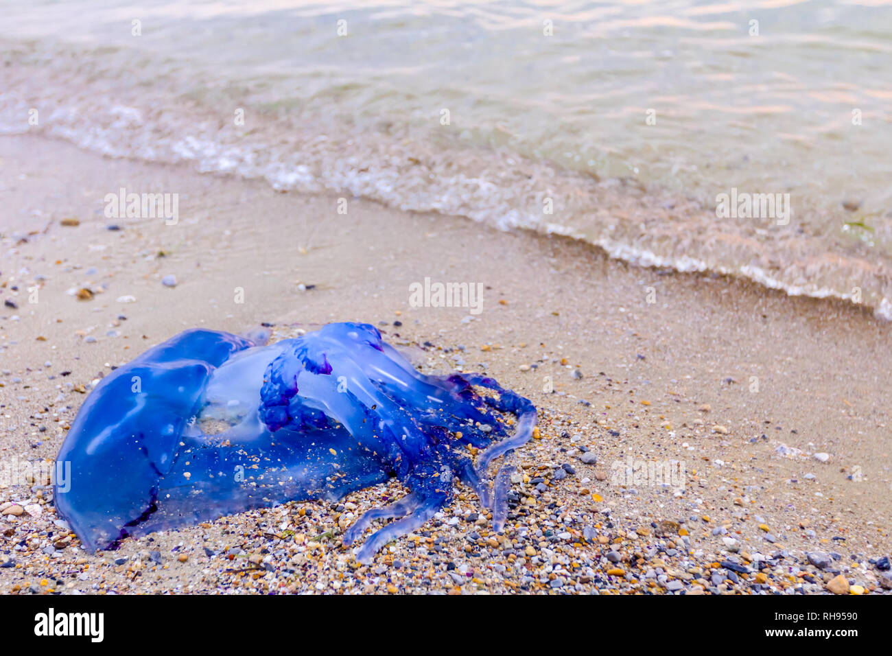 Carcass Of Dead Huge Blue Jellyfish Is Washed Up By The Sea On Sandy Beach Stock Photo Alamy Carcass Of Dead Huge Blue Jellyfish Is Washed Up By The Sea On Sandy Beach Stock Photo Alamy