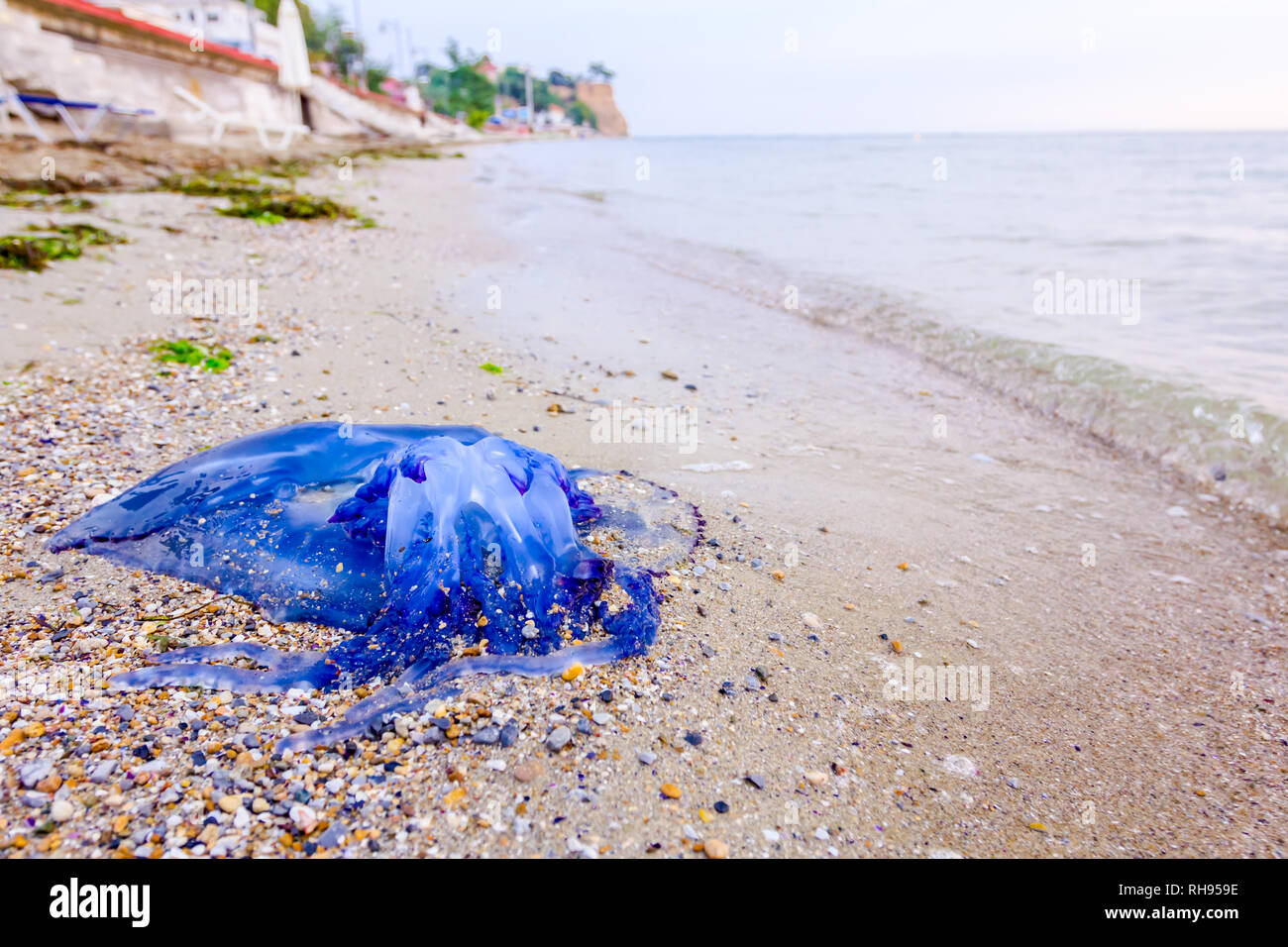 Carcass Of Dead Huge Blue Jellyfish Is Washed Up By The Sea On Sandy Beach Stock Photo Alamy Carcass Of Dead Huge Blue Jellyfish Is Washed Up By The Sea On Sandy Beach Stock Photo Alamy