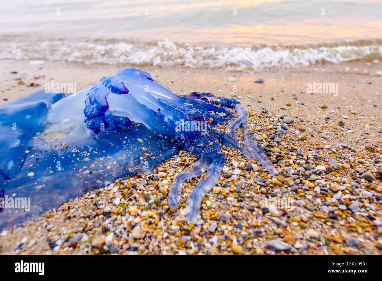 Carcass Of Dead Huge Blue Jellyfish Is Washed Up By The Sea On Sandy Beach Stock Photo Alamy Carcass Of Dead Huge Blue Jellyfish Is Washed Up By The Sea On Sandy Beach Stock Photo Alamy