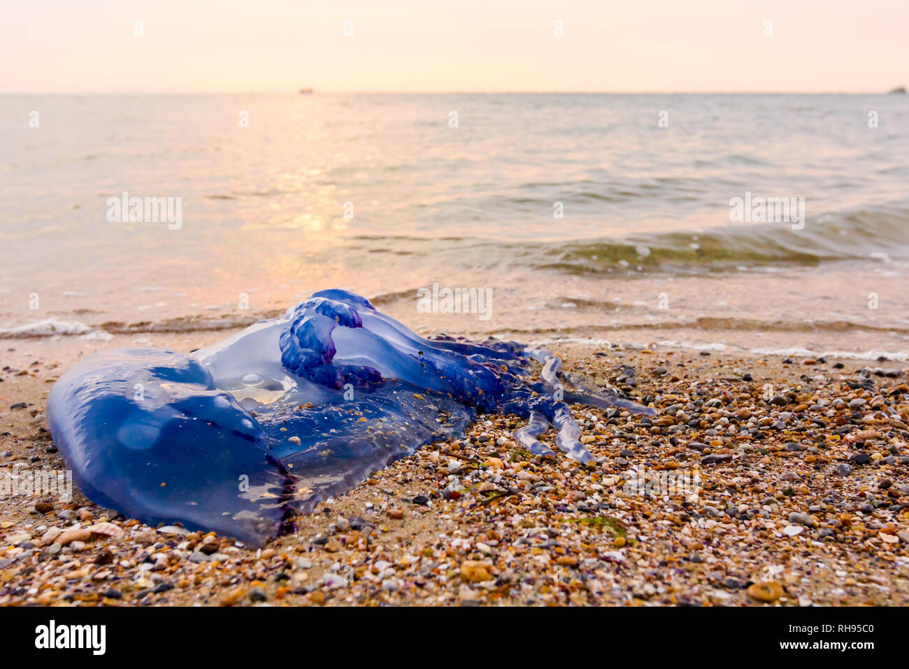 Carcass Of Dead Huge Blue Jellyfish Is Washed Up By The Sea On Sandy Beach Stock Photo Alamy Carcass Of Dead Huge Blue Jellyfish Is Washed Up By The Sea On Sandy Beach Stock Photo Alamy