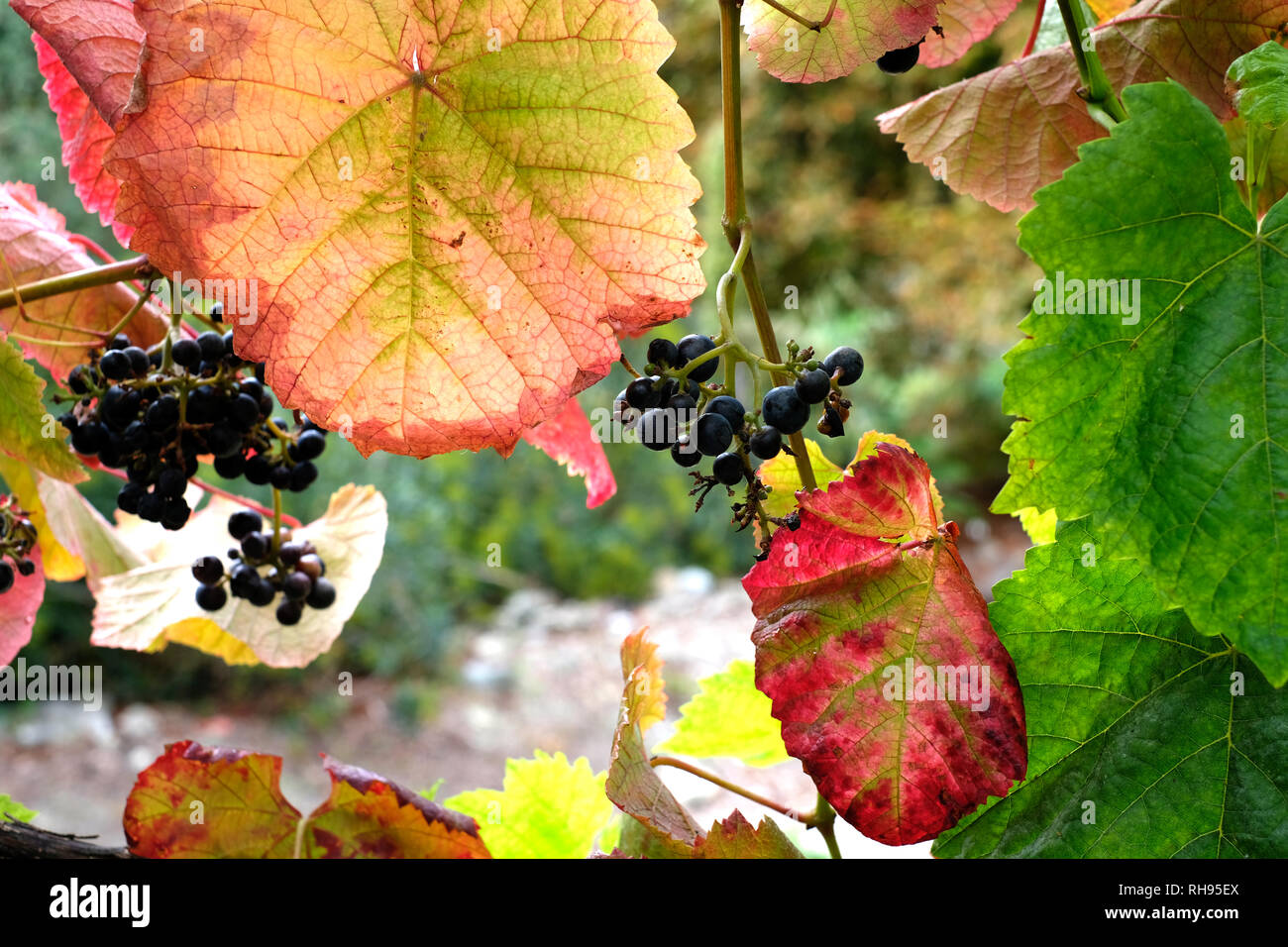 Bunches of Grapes growing at Ventnor Botanical Gardens, Ventnor, Isle of Wight, England, UK. Stock Photo