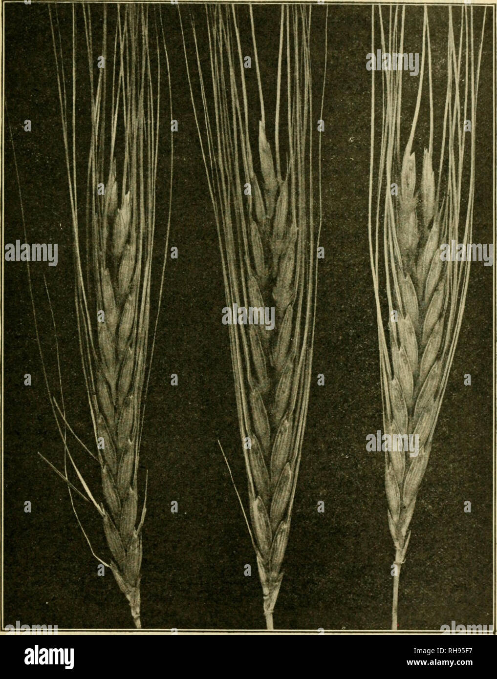 . The botany of crop plants; a text and reference book. Botany, Economic. TRITICUM IIS. Fig. 40.—Wild emmer of Palestine (Triticum dicoccum dicoccoides), grown in experimental plat at Bard, California. (Cook, U. S. Deft, of Agr.). Please note that these images are extracted from scanned page images that may have been digitally enhanced for readability - coloration and appearance of these illustrations may not perfectly resemble the original work.. Robbins, Wilfred William, 1884-1952. Philadelphia, P. Blakiston's Son &amp; Co Stock Photo