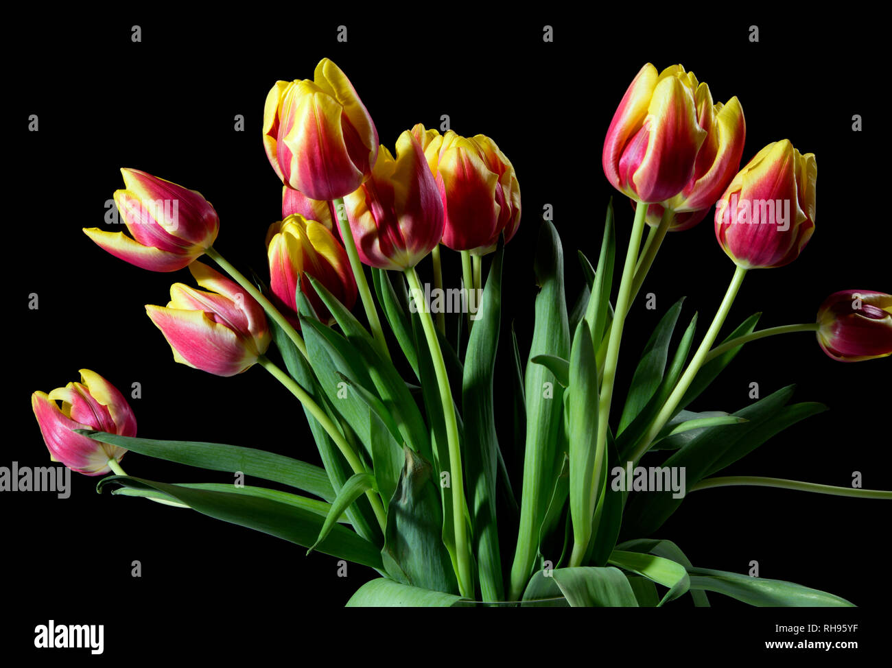 Tulips wilt hires stock photography and images Alamy