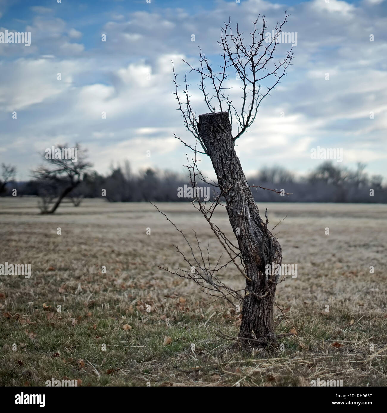Tree cut and left for dead is springing new branches Stock Photo - Alamy