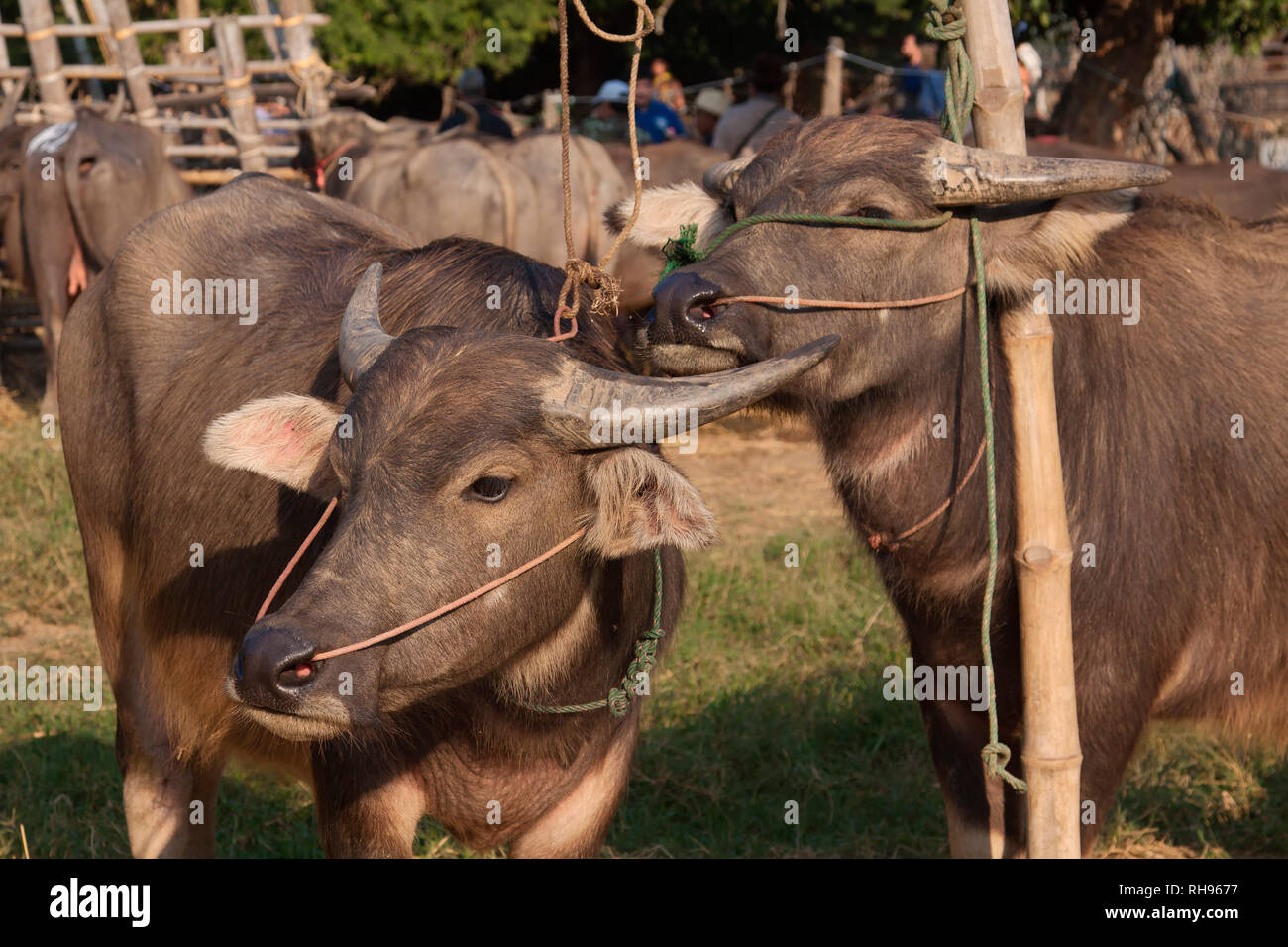 Water buffalo on a animal market San Patong, Province Chiang Mai in  Thailand Stock Photo - Alamy