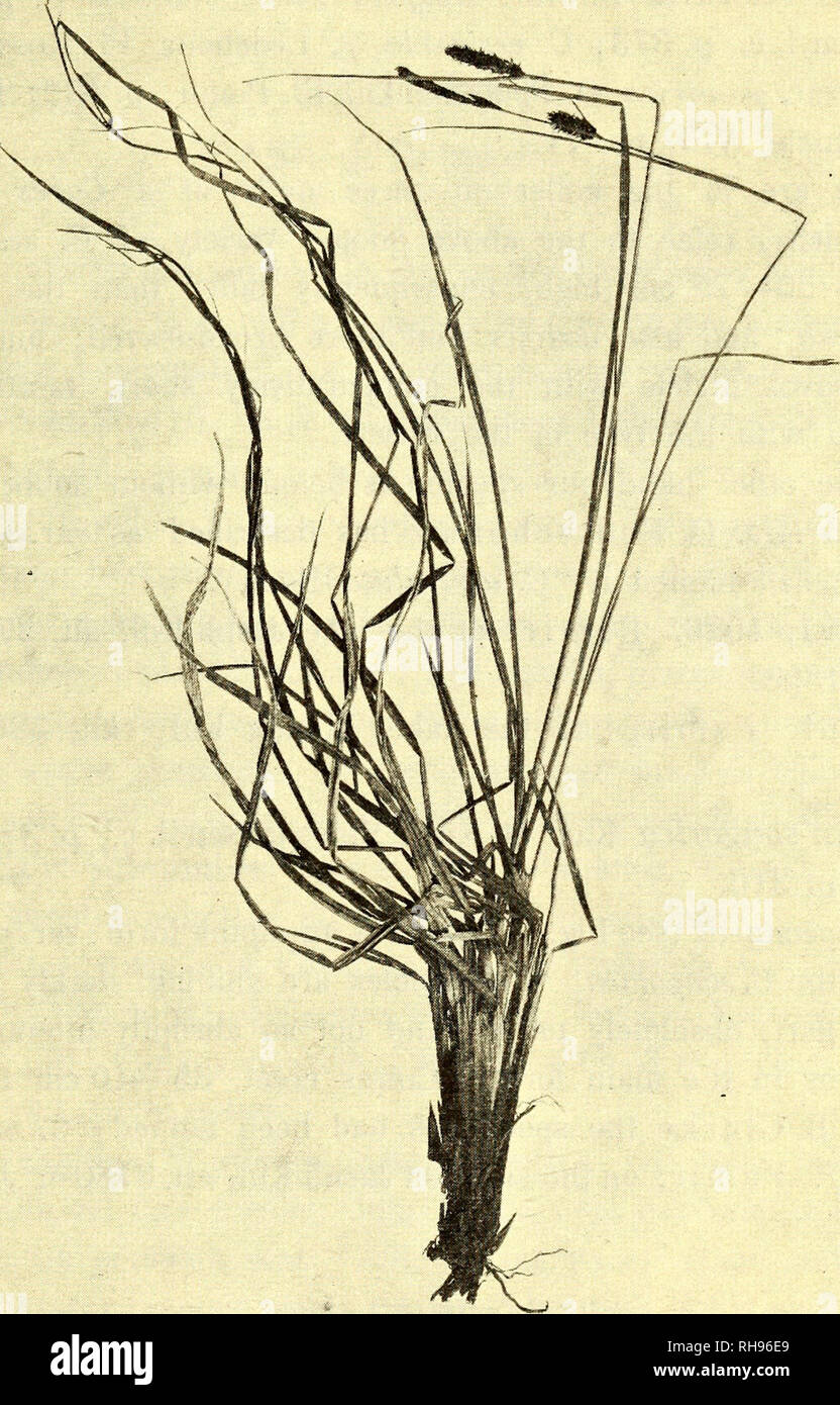 . Botanisk tidsskrift. Botany; Plants; Plants. — 231 — N. 535. Alai Mountains; in Juniper-forest, alt.2700m; June 24,1898. 29. C. nitida Host, var. conglobata (Kit.). Ascherson u. Graebner, Synops. Mitteleurop. Flora, II 2, 1902, p. 114; C. nitida, ß, Ledebour,. Fig. 4. Car ex songorica Kar. et Kir. var. pamirica Ostf. (ab. 1ls nat. size). Fl. Ross., p. 306; C. nitida O. Fedtschenko, Fl. Pamir, p. 431; C. obesa Meinshausen, 1. c, p. 392; Boissier, Fl. Orient., p. 414. The specimens collected agree well with the C. conglobata from Hungary (e. g. Kneucker, Gyp. exsicc, n. 103). Botanisk Tidsskri Stock Photo