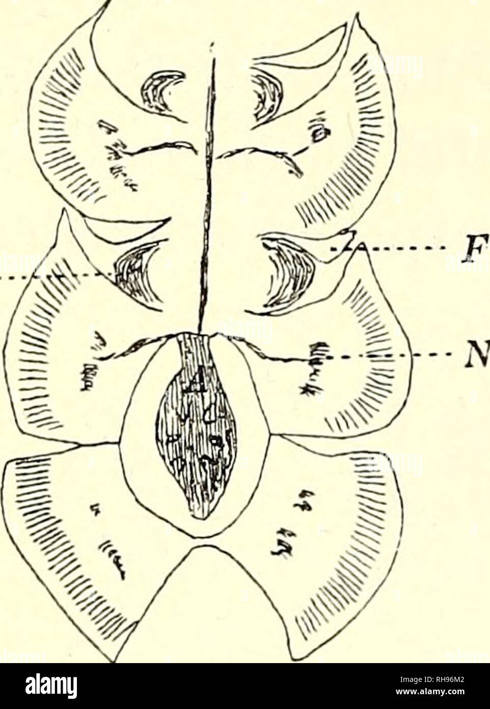 Botanisk tidsskrift. Botany; Plants; Plants. 206 6. Formgivende ydre  Kræfter (Sandskæg, Cerastium semidecandrum, Timian, gul Snerre, Mark-Bynke  og andre, som mest trykker sig ned i Sandet og breder deres Skud ud, image size:962x1390