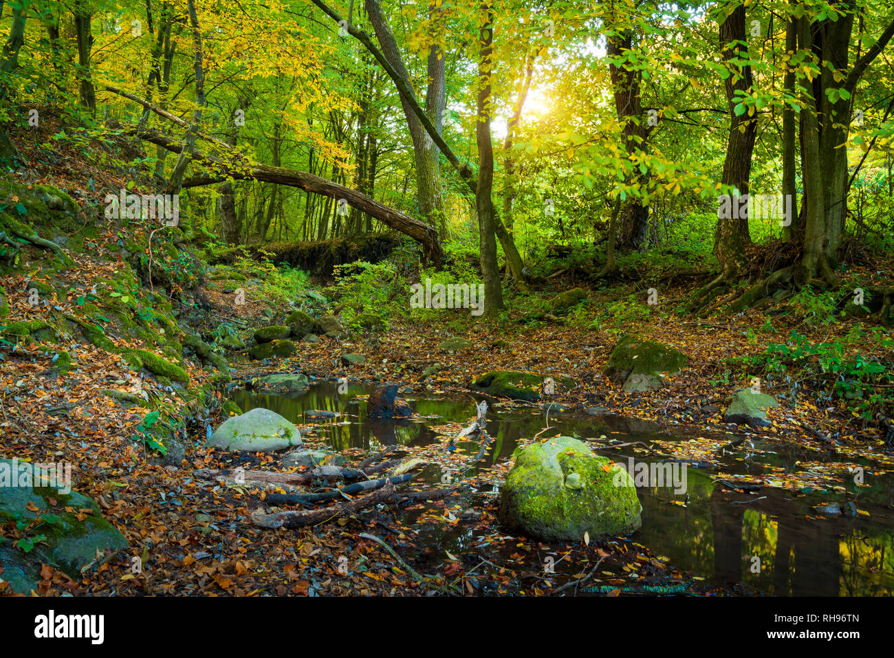 Flowing stream in green forest Stock Photo