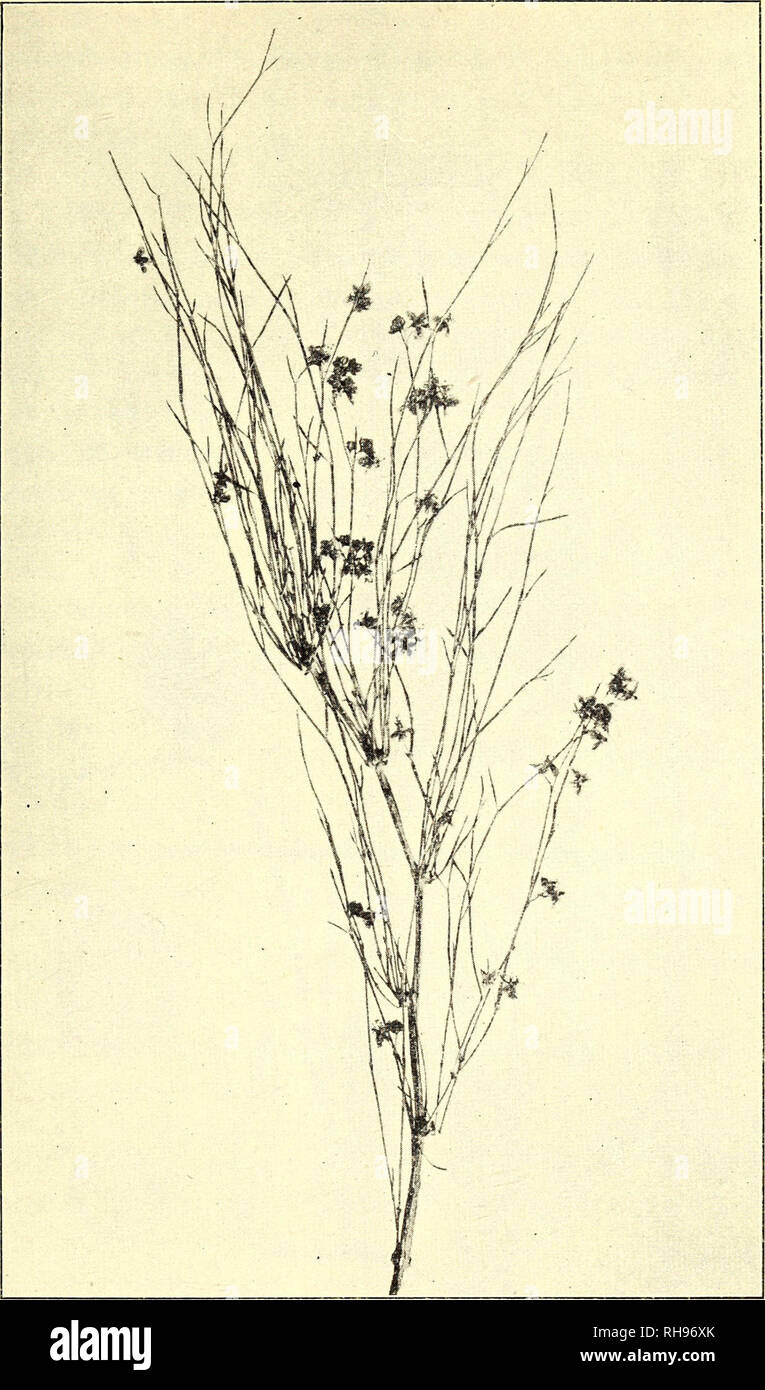 . Botanisk tidsskrift. Botany; Plants; Plants. — 155 —. Fig. 27. Calligonum Pallasia. Aarsskud fra ifjor med Knipper af nye, blomstrende Grene. Maj. paa flere Aar gamle Grene (se Fig. 11 og 27). Naar der er flere, er gærne nogle af dem kraftigere end de andre, og disse bliver Foryngelsesskud, medens de øvrige (Biskud) falder af efter Som- merens Forløb. Ofte bærer de Blomster (Fig. 28). De samme Blad-. Please note that these images are extracted from scanned page images that may have been digitally enhanced for readability - coloration and appearance of these illustrations may not perfectly re Stock Photo