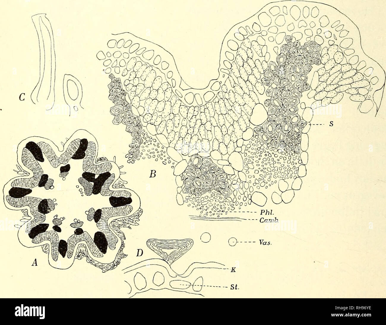 . Botanisk tidsskrift. Botany; Plants; Plants. — 154 - Aarsskuddene er lange (c. 40 cm), tynde og leddelte. Bladene er skælformede og hindeagtige og fortsættes i en Skede omkring Stængelen (Polygonacé). Alle eller de fleste af Bladene støtter Grene, som i den øvre Del ofte er Blomster, i den nedre Del een- aarige Assimilationsskud. Hos Calligonum var det, at Rindowsky (1875 I.e.) paaviste Forskellen mellem „rami assimilationis&quot; og „rami lignosi&quot;, se ogsaa B. Jonsson 1. c, pag. 18. Der er forøvrigt næppe nogen skarp Grænse mellem de to Former af Grene. — Den ydre Del af Aarsskuddet dø Stock Photo