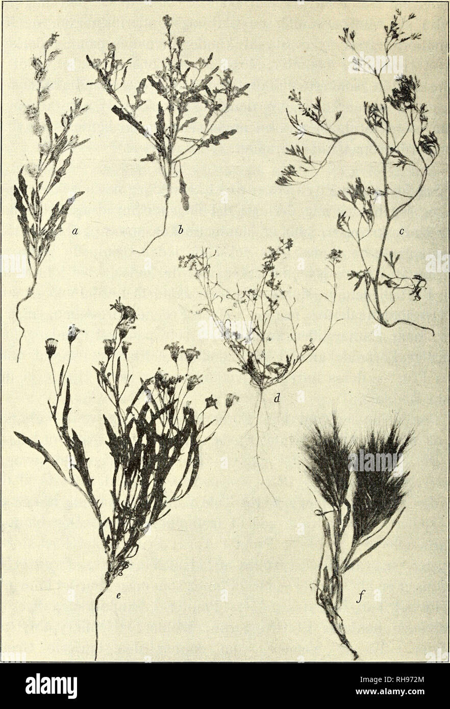. Botanisk tidsskrift. Botany; Plants; Plants. — 92 —. Fig. 17. Enaarige Foraarsplanter fra Sandørken: a, Lachnoloma Lehmanni. b, Tetracme recurvata. c, Fumaria Vaillantii. d, Streptoloma desertorum. e, Senecio subdentatus. f, Boissiera bromoides. Anchusa hispida, Nonnea picta, Echinospermum semiglabrum, Plan- tago lachnantha, Statice spicata, Valerianella Dufresnia, V. Szovit- siana, Crucianella filifolia, Erodium bryoniaefolium, E. oxyrrhyn- chum, Astragalus arpilobus, Ceratocephalus falcatus, Delphinium. Please note that these images are extracted from scanned page images that may have been Stock Photo