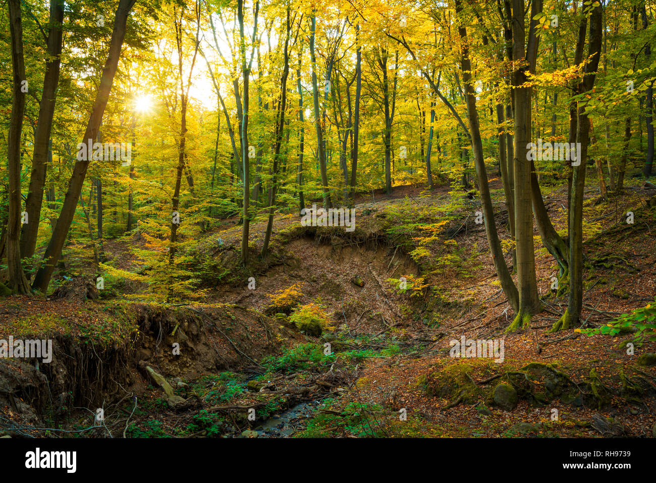 Colorful stunning autumn forest landscape in October Stock Photo