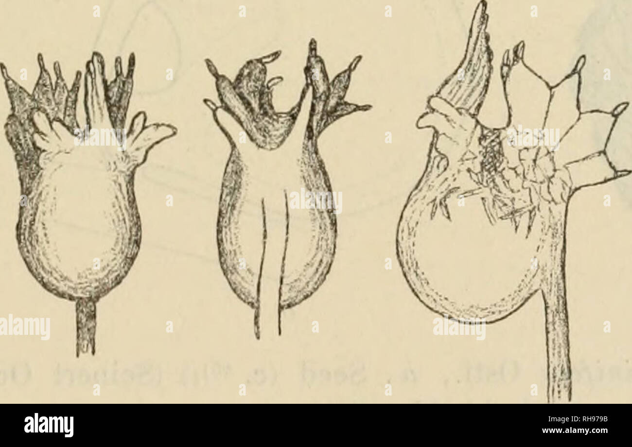 . Botanisk tidsskrift. Plants; Plants -- Denmark. 101 Lentibulariaceae') by C. H. Ostenfeld — Copenhagen. Utricularia L. Sect. Phyllaria S. Kurz. 1. t. striatula Sm. in Rees, Cyclop. V, 37 (1819); Cooke, Fl. Presid. Bombay II. 2. 320; U. orUculata Wallich, Catalogue (1828) 1500; De Candolle, Prodromus VIII, 18; Oliver in Journ. Linn. Soc, III, 187; Hook, f., Fl. Brit. India IV, 334; Goebel, Ann. Jard. bot. Buitenzorg IX, 53, figs. 28, 29, 34; U. glochidiata Wight, Icones Plant. Ind. orient., IV, tab. 1581, figs. 2, 3, 12, 13. On wet perpendicular rocks, waterfall at Klong Munse in the jungle ( Stock Photo