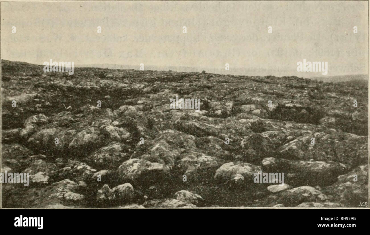 . Botanisk tidsskrift. Plants; Plants -- Denmark. — 93 — og soni oftest spiller i alle mulige Nuancer af Graat. Skorpelike- kenerne er de mest udbredte, isser Sleegterne Lecanoru (L. tartarea, L. atra o. a), Lecidea, Placodium og Squamaria (S. gelida) og Buellia; men ogsaa bladformede Likener er blandt Lithofytvegeta- tionens Karakterplanter; almindelige er saaledes Parmelia saxatilis. XanthoHa parietina aureola og Gyrophora {cylindrical. — De hyp- pigste litbofile Mosser er Andrecea petroyhila og Gri?nmia-Artev (G. fascicular is, G. acicularis, G. heterosticha, G. apocarpa o. fl.);. Fig. 17.  Stock Photo