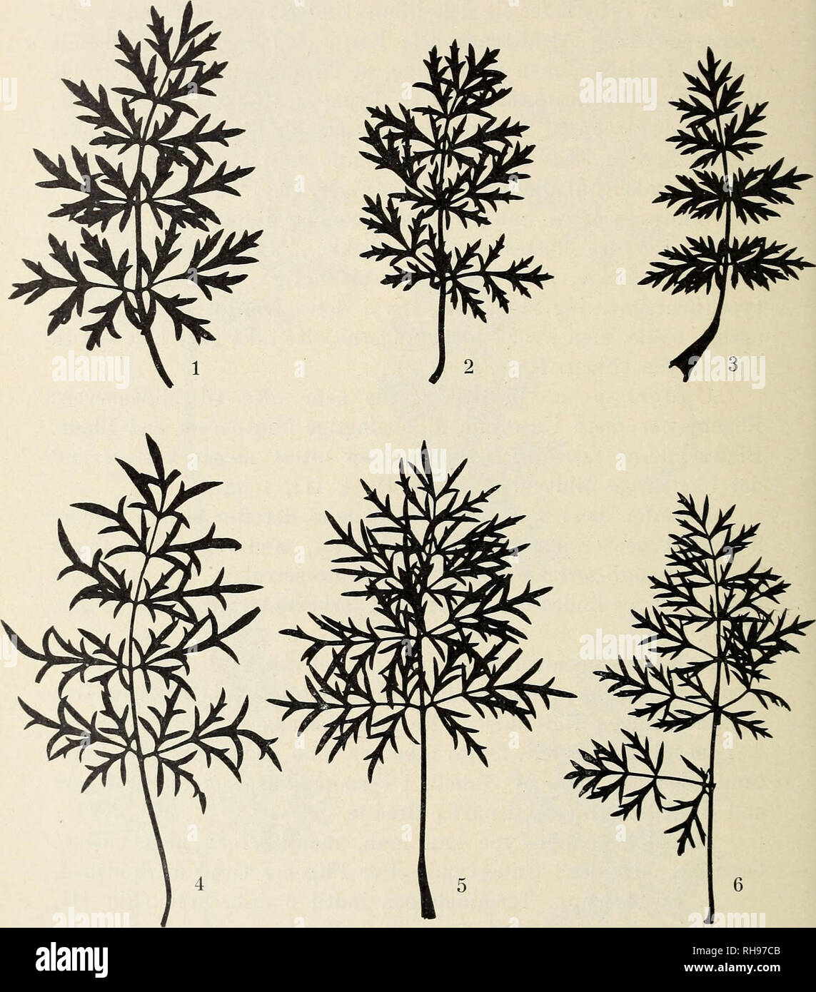 . Botanisk tidsskrift. Botany; Plants; Plants. — 234 — tands-Udvikling indenfor de to første Typer; de to første Under- typer fol. crenato-serrata og den sidste fol. serrulata. Rigtigere. Figurgruppe IV. 3. Type: Dissecta. 1. Undertype 2. 2. Undertype 2. 3. Undertype 2 (spidsfliget, modsvarende Latifol. 3 fol. serrulata). 4, 5 og 6. Undertype 3 (4 særlig falcate Flige). vilde det formentlig være at skille to Undertyper ud indenfor 1. og 2. Undertype modsvarende 2. og 3. Undertype af 1. Type.. Please note that these images are extracted from scanned page images that may have been digitally enha Stock Photo