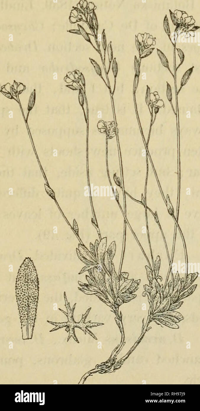 . Botanisk tidsskrift. Plants; Plants -- Denmark. 307 an abnormal state; these pods do not contain developed seeds; normal pods, also on specimens collected by J. Vahl, are flat, somewhat broader and whith longer style than in D. hirta. Watson 1. c. puts the plant down as D.hlHa warctica, and it is possible, that this is right; nevertheless the above mentioned characters seem to be constant. D. hirta v. incano-hirta Hartman = D. hirta v. dovrense Fr. from Dovre in Norway, seems not to be different from D. arctica. Besides only found in Arctic regions: in America in Grinnell-land, West Greenlan Stock Photo