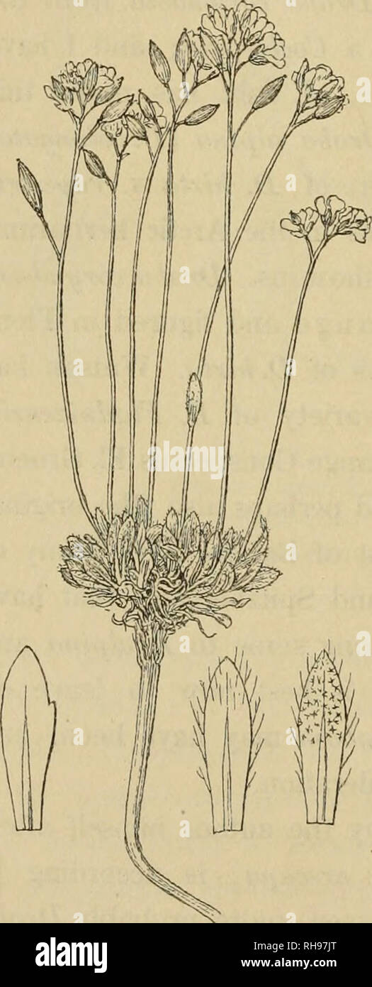 . Botanisk tidsskrift. Plants; Plants -- Denmark. Fig. 13. Draba alpina L. f. pulvinaia. (Specimen from Cape Tscheljuskin collected by F. R. Kjellman)... given this name to a plant he afterwards (in Bot. Not. 1873) rightly identified with Draba altaica. Draba alpina v. glacialis Kjellm. (Fig. 13) from Cap Tscheljuskin is not, as Kjellman thought, the D. glacialis Adams but a den- sely caespitose, pulvinate form of D. alpina. Quite the same form is found by Jos. Hooker in Sikkim 152-18000'. Draba Fladnizensis Wulf. The leaves are oblong (Fig. 14), lanceolate, entire or rarely with a single toot Stock Photo
