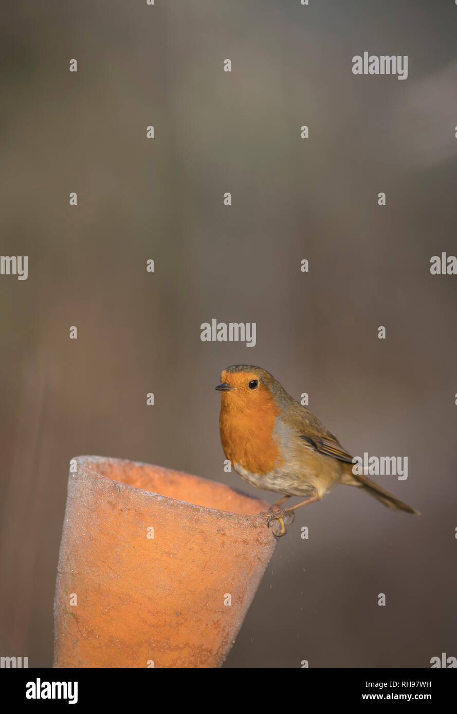 European Robin, finding food in an old flower pot, late winter in Oxfordshire Stock Photo