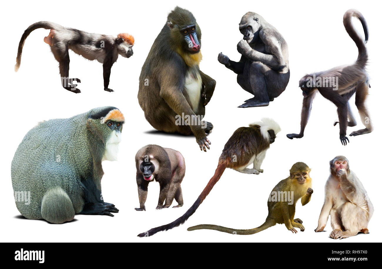 many different monkeys and other primates isolated on white background  Stock Photo - Alamy