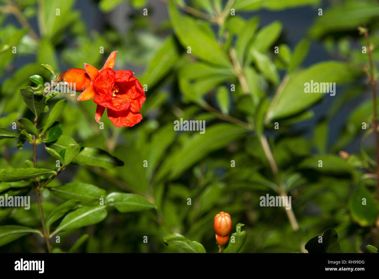 Pomegranate (Punica granatum) Stock Photo