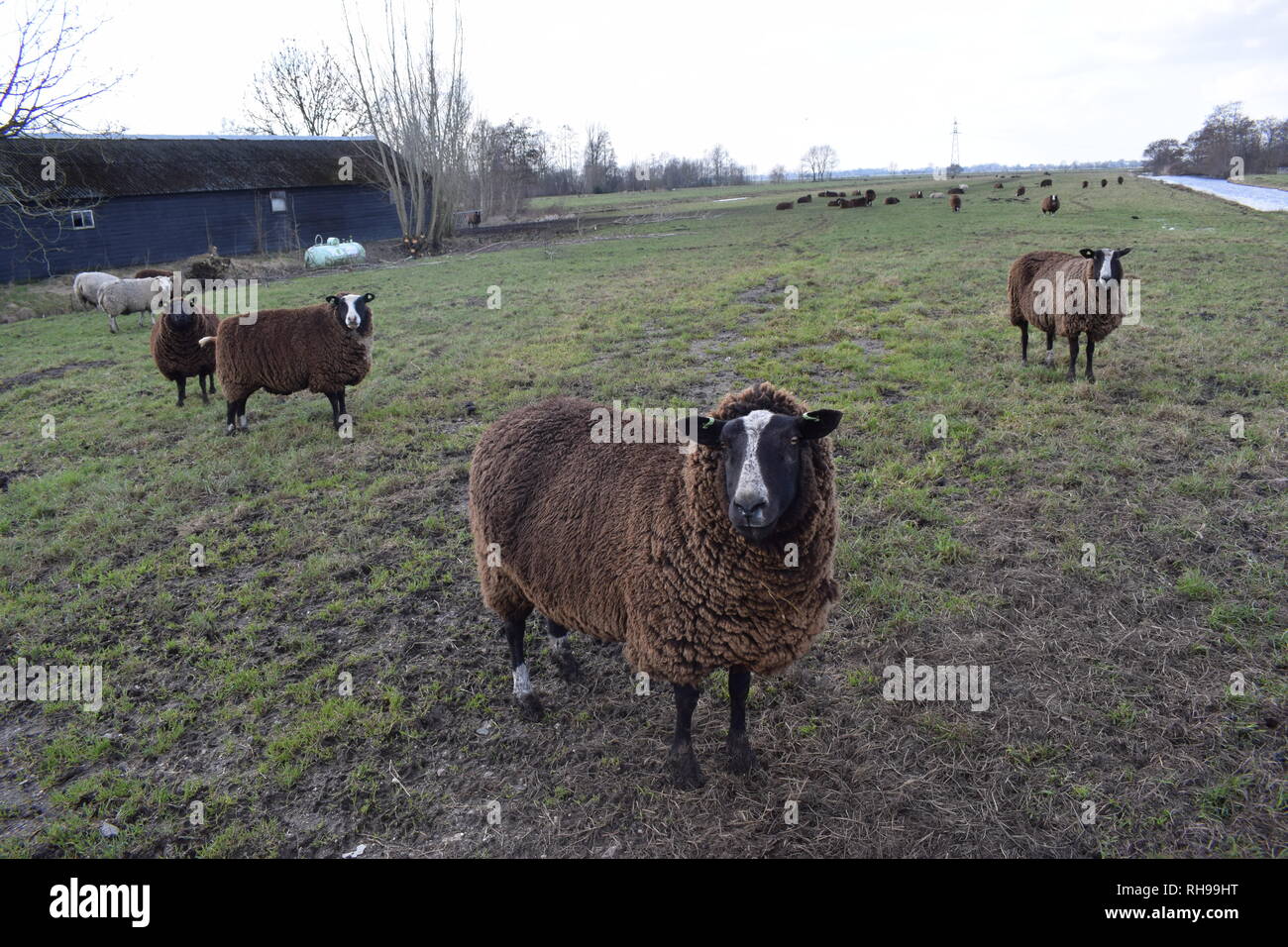 Black sheep Stock Photo