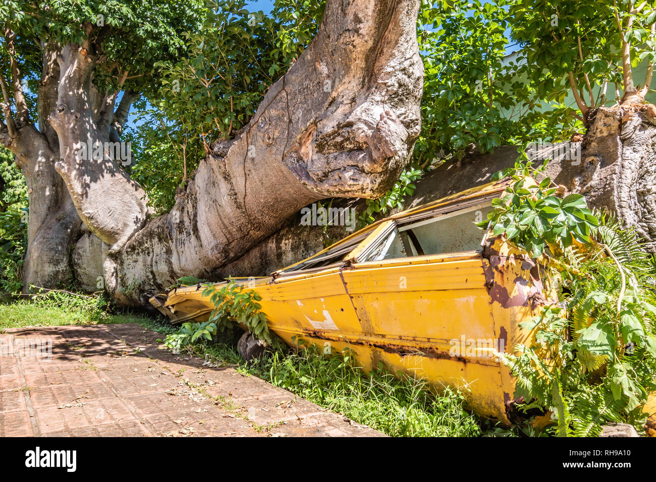 Yellow school bus crushed by tree on Dominica, Caribbean Stock Photo