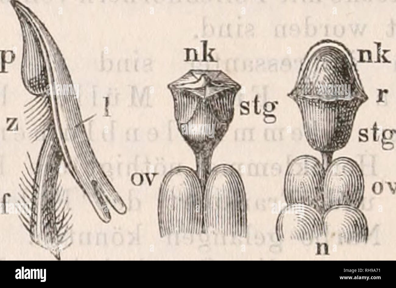 . Botanisches Zentralblatt; referierendes Organ für das Gesamtgebiet der Botanik. Botany; Botany. 10. 11. 12, Apocynum androsaemifolium: 8. Aufgeschnittene Blüte. — 9. Staubgefäss von innen. — 10. Desgl. von der Seite. — 11. Alter Stempel.—12. Junger Stempel; n Nektarien. Der letztere wird durch einen anfangs unregelmässigen Aequatorialring (Fig. 12 r) in einen oberen, anfangs rundlichen (Fig. 12, nk), später 5-eckigen, gebuckelten (Fig. 11, nk) Aufsatz und einen unteren aus- schliesslich als Narbe fungirenden Theil getheilt. Die Staubgefässe sind etwas über ihrer Mitte auf der Innenseite mit  Stock Photo