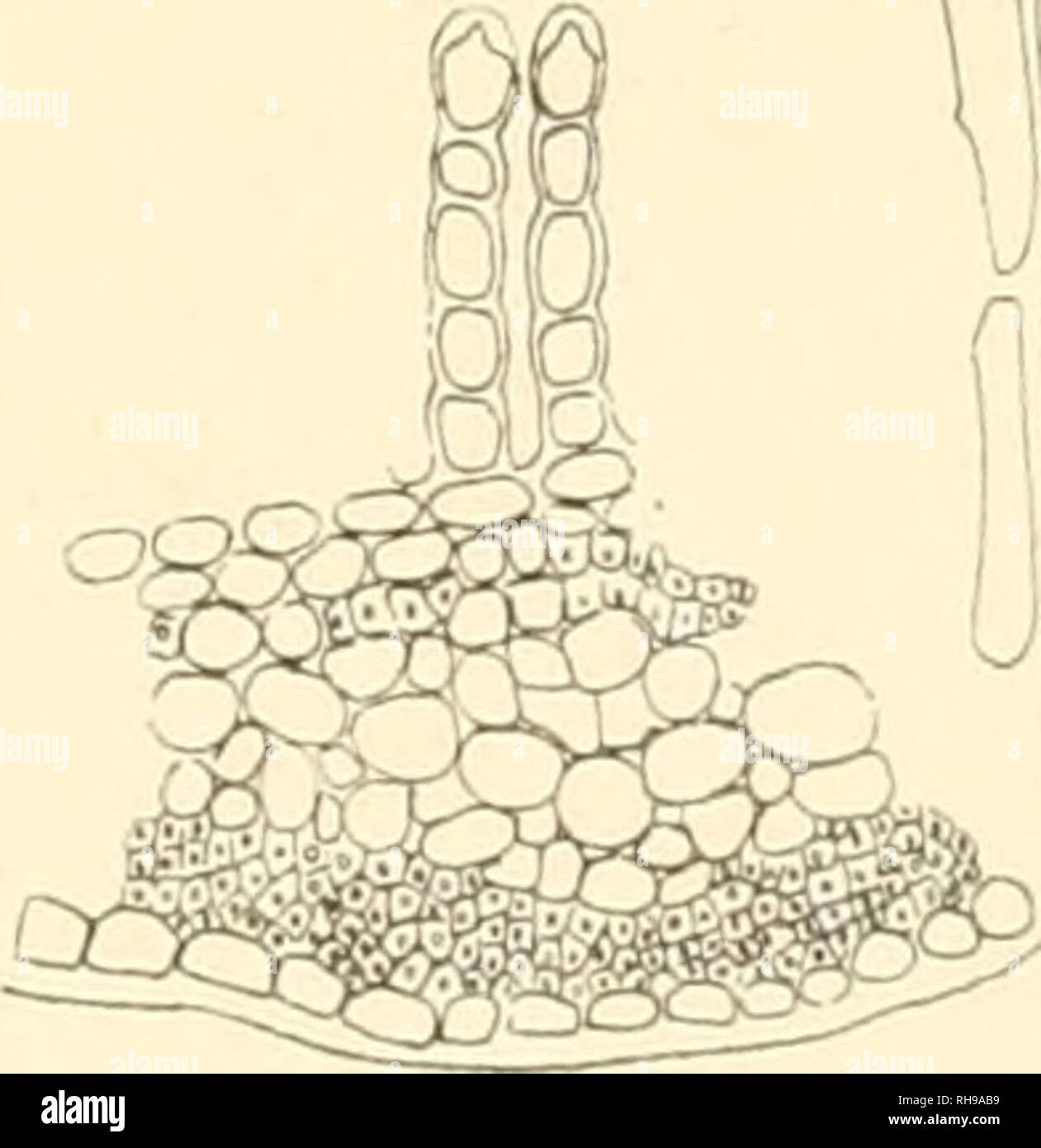 . Botanisches Zentralblatt; referierendes Organ für das Gesamtgebiet der Botanik. Botany; Botany. m I Figg. 1—3 Polytrichum okio'ense Ren. et Card. „ 4 — 1 P. decipiens Limpr. 8 P. attenuatum Menz. t, 9 P. gracile Dicks. „ 10 P. anguatidens Lindb. ril. n. sp.. Please note that these images are extracted from scanned page images that may have been digitally enhanced for readability - coloration and appearance of these illustrations may not perfectly resemble the original work.. Botanischer Verein, Munich; Botaniska sällskapet, Stockholm; Association internationale des botanistes; Deutsche Botan Stock Photo