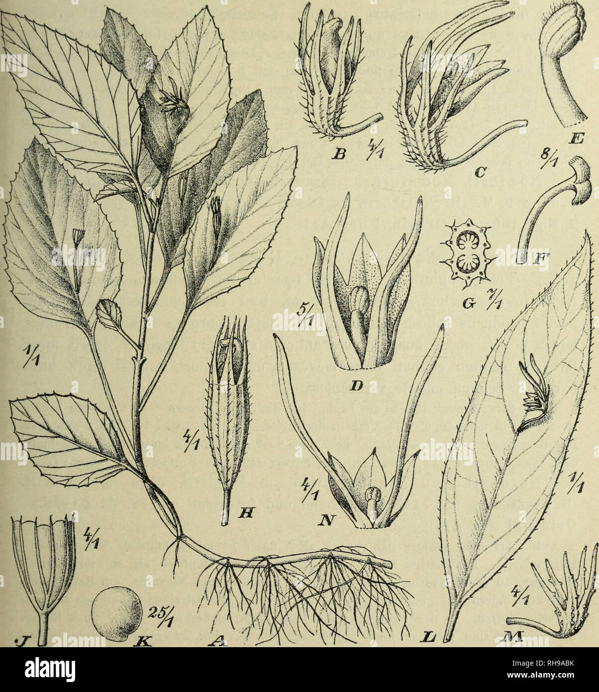 . Botanische Jahrbu?cher fu?r Systematik, Pflanzengeschichte und Pflanzengeographie. Botany; Plantengeografie; Paleobotanie; Taxonomie; Pflanzen. I,. Dicis, IVtMic (',iim|iiiMnl.ii ( t'li (tn l'.i|)ii,i,si('ii. 12;^ scheidol (lurch ilire (»pipliyllon Mliilen, die oij^enUimliclic Ffuvlorinif,^ der iiinl(M-on Kroii- abschnitle untl die unboliaarlcii Anlhcrcnschoitel. Über die Ucstäubunf^sarl der Blüten und ihre Besucher isf, niclits bekannt. Die 3 vorderen violett gelarbten Kronabschnitte sind mit fein ausgezogener, (wenigstens in trockenem Zustande) zurückgebogener Spitze versehen. Bei Ph. Scl Stock Photo