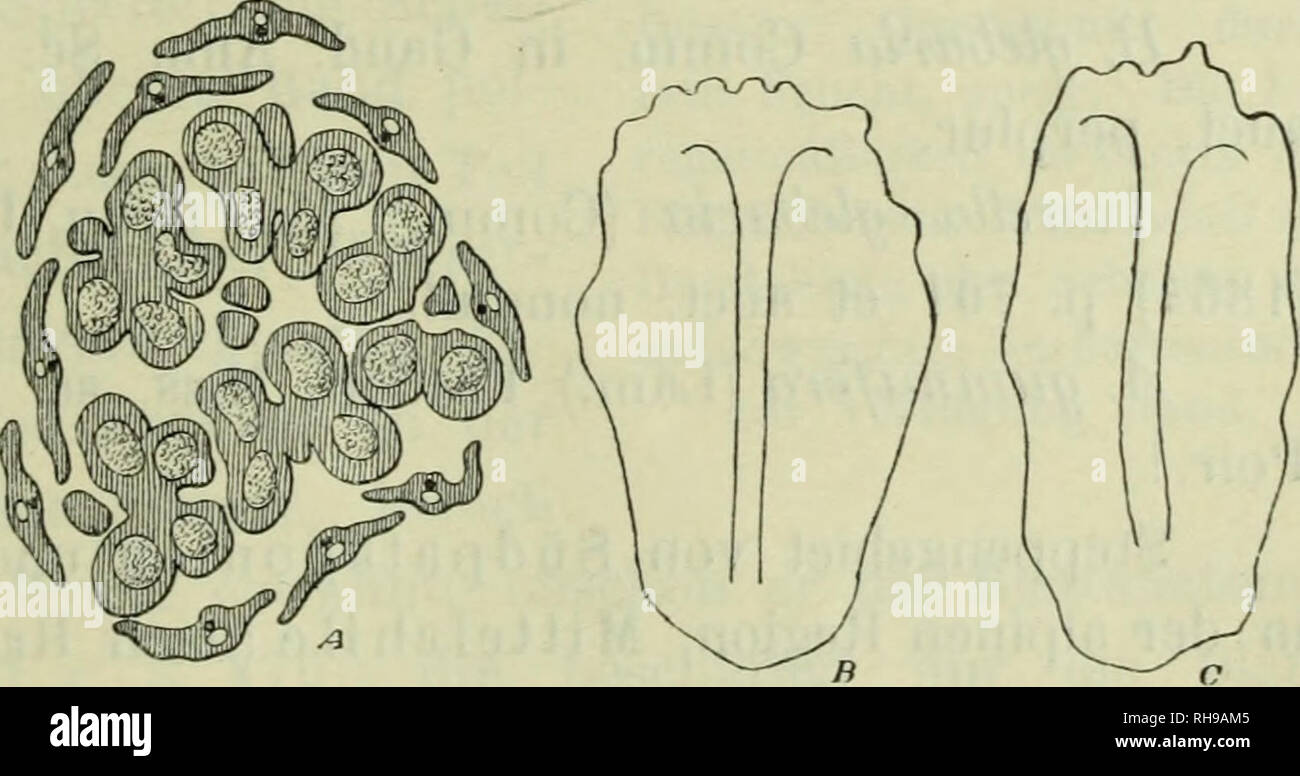 Bolax hires stock photography and images Alamy