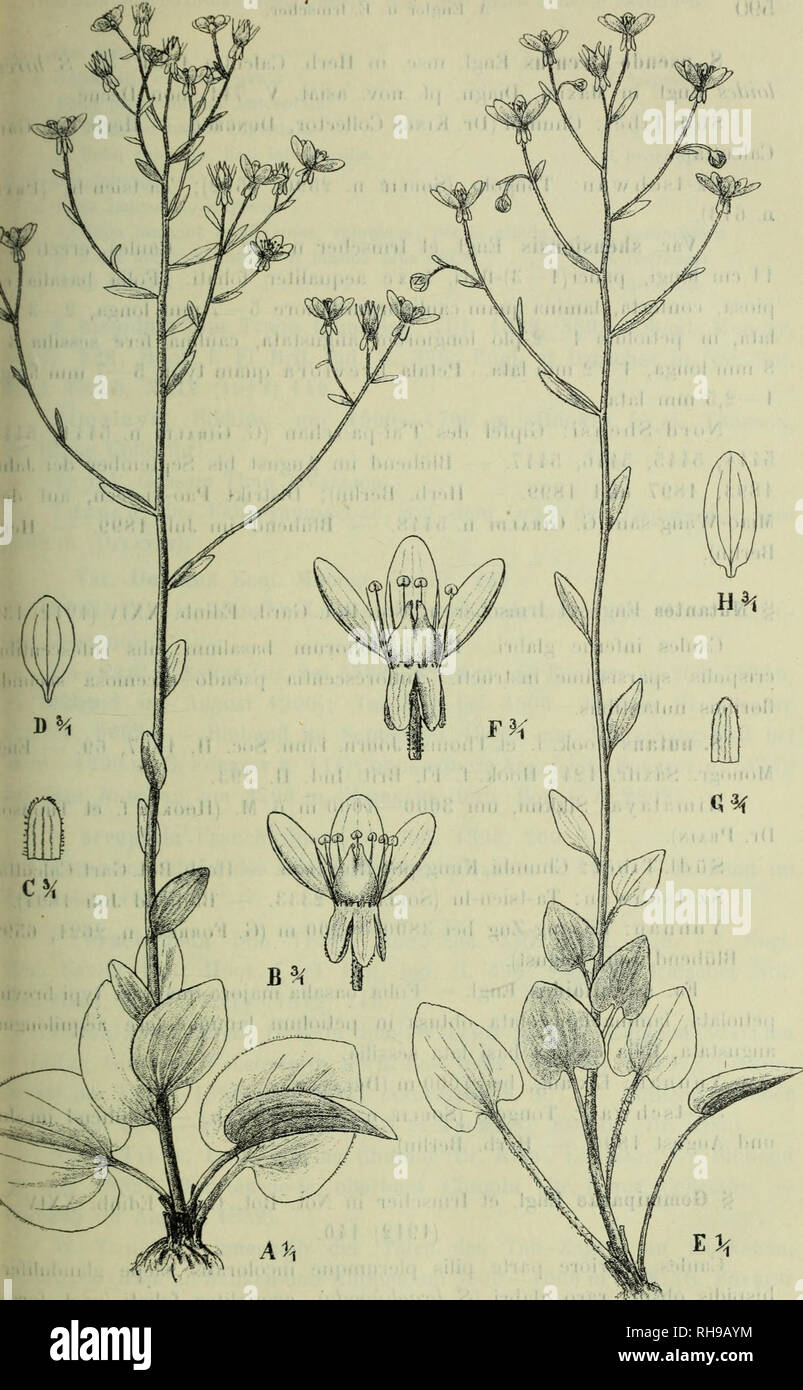 . Botanische Jahrbu?cher fu?r Systematik, Pflanzengeschichte und Pflanzengeographie. Botany; Plantengeografie; Paleobotanie; Taxonomie; Pflanzen. Ig- 8. Saxifraga diversifolia Wall. A—D forma angustibracteata Engl, et Irmscher. Habitus, B Flos, G Sepalum, D Petalum. — E—H var. Souliana Engl, et Irmscher. E Habitus, F Flos, Q Sepalum, H Petalum. — Irmscher delin.. Please note that these images are extracted from scanned page images that may have been digitally enhanced for readability - coloration and appearance of these illustrations may not perfectly resemble the original work.. Engler, Adolf Stock Photo