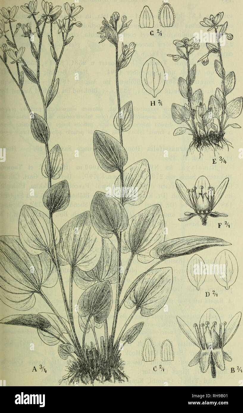 . Botanische Jahrbu?cher fu?r Systematik, Pflanzengeschichte und Pflanzengeographie. Botany; Plantengeografie; Paleobotanie; Taxonomie; Pflanzen. g. 7. SaxifragadiversifoliaWa.ll. A—D forma/b/m^a Engl, et Irmscher. J. Habitus, Flos, C Sepala, D Petala. — JS—H forma alpina Engl, et Irmscher. E Habitus, F Flos, O Sepala, H Petalum. — Irmscher delin.. Please note that these images are extracted from scanned page images that may have been digitally enhanced for readability - coloration and appearance of these illustrations may not perfectly resemble the original work.. Engler, Adolf, 1844-1930. St Stock Photo